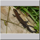 Zootoca vivipara - Waldeidechse 21b OS-Hasbergen Lehmwiese.jpg